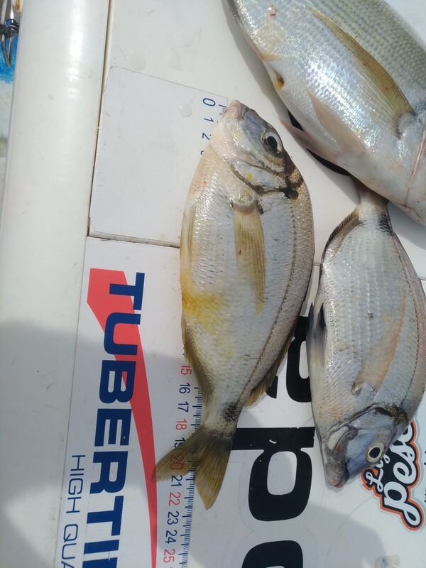 Fish Measure Picture